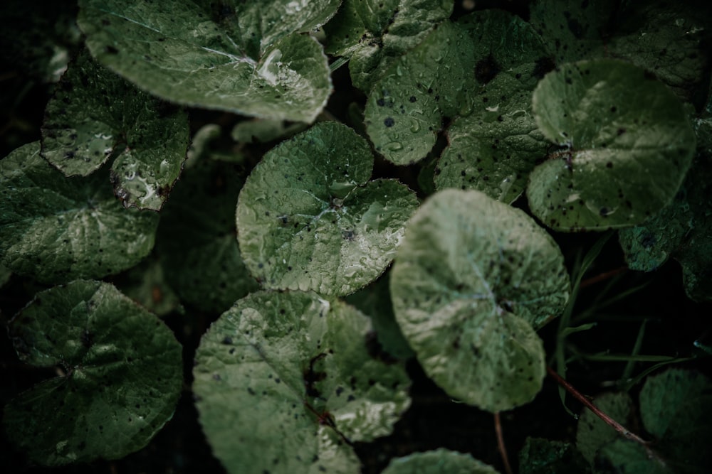 a bunch of green leaves with drops of water on them