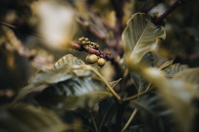 A close-up view of a branch with coffee berries and lush green leaves. The focus is primarily on the small, unripe berries which are attached to a woody stem. The background is blurred, emphasizing the natural, tranquil setting.