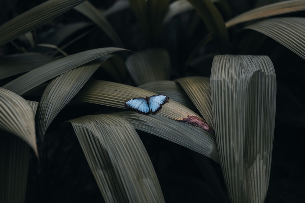 a blue butterfly sitting on top of a leaf