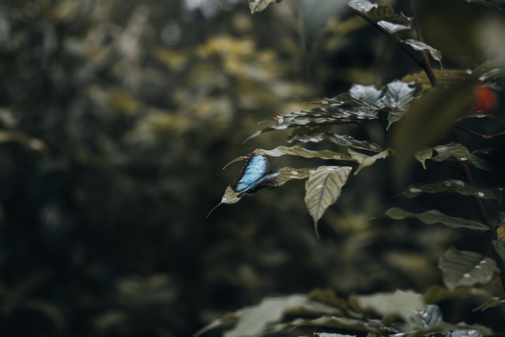 a blue bird sitting on top of a leaf covered tree