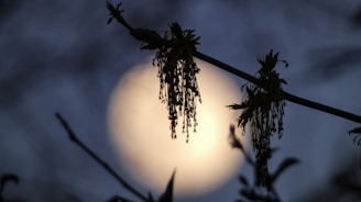 a full moon seen through the branches of a tree