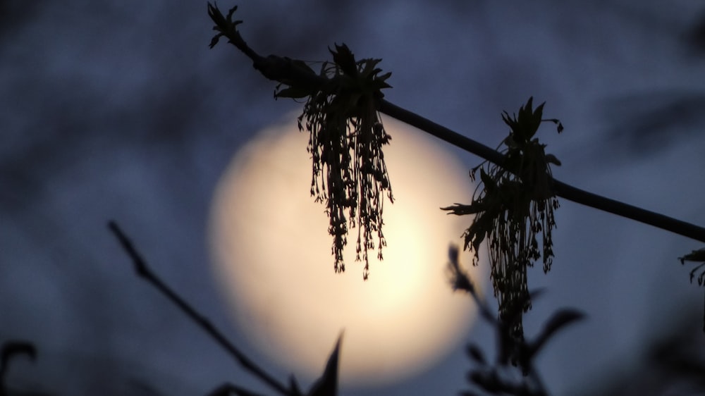 a full moon seen through the branches of a tree