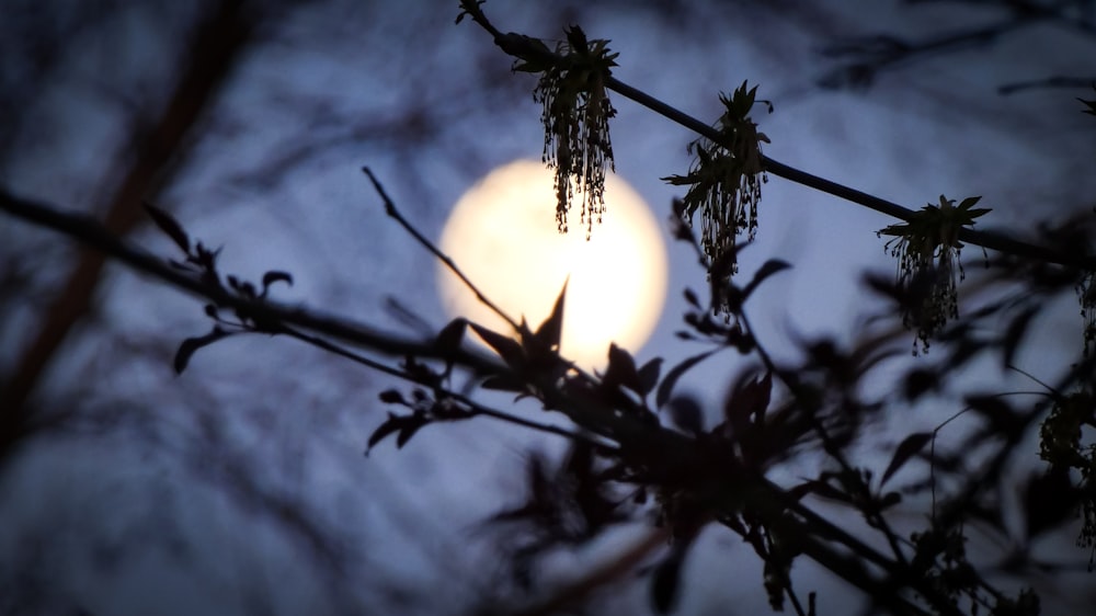 a full moon seen through the branches of a tree