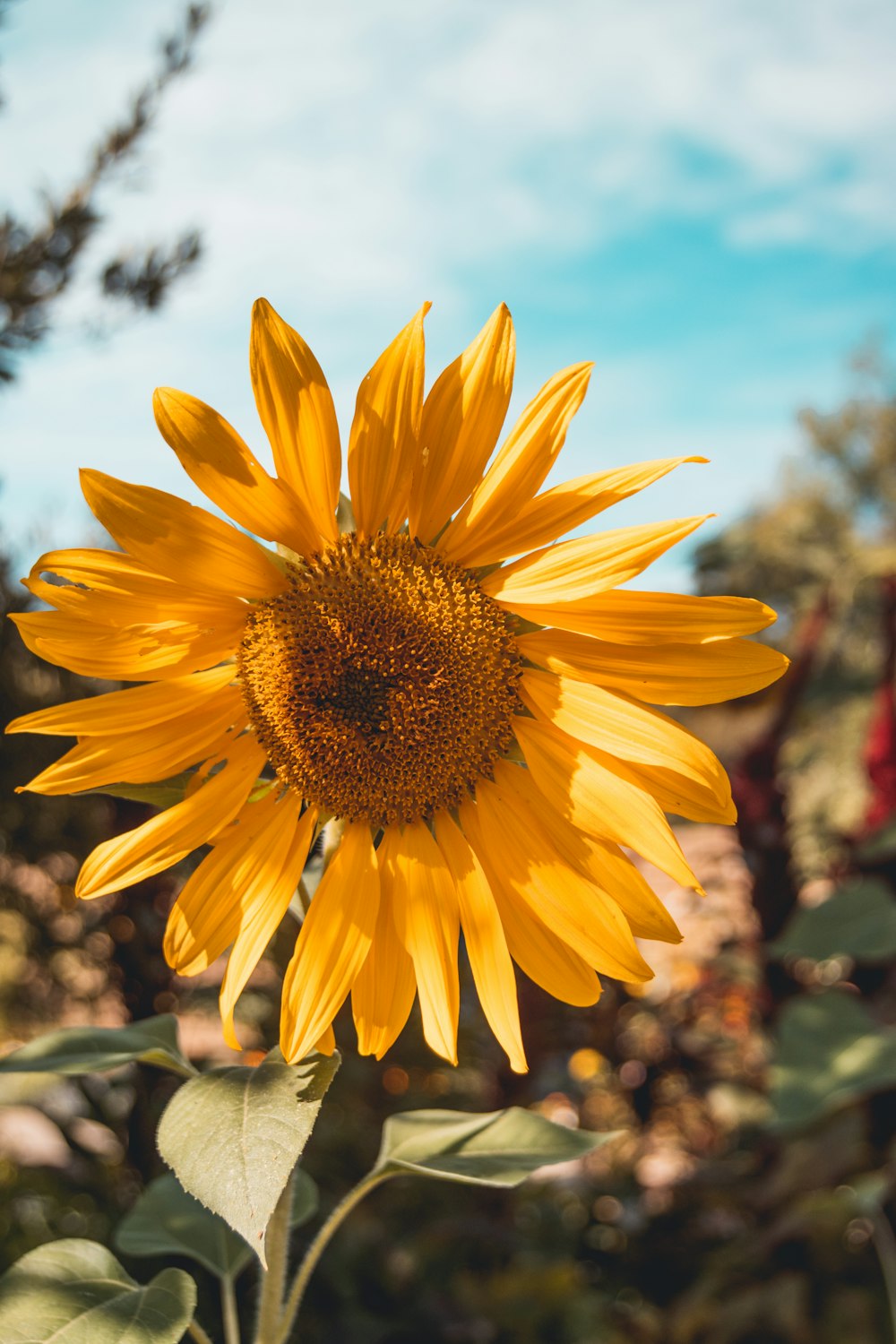 a large sunflower with a blue sky in the background