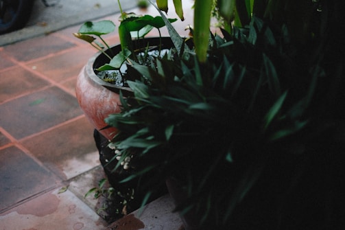 A large ceramic pot filled with water and aquatic plants, including leafy green vegetation. Surrounding the pot are additional lush green plants, creating a dense, natural setting. The ground is made up of reddish-brown tiles, some of which appear wet.
