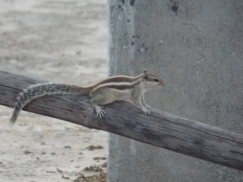 a small squirrel sitting on top of a wooden pole