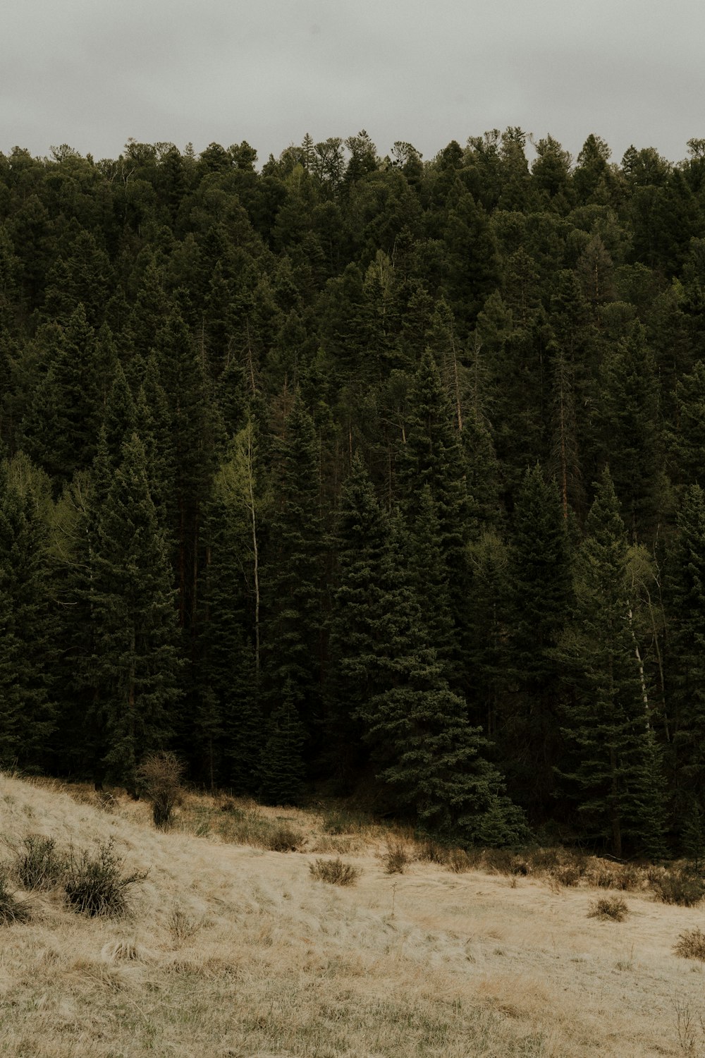 un cheval debout dans un champ à côté d’une forêt