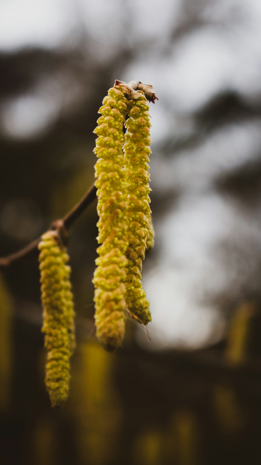 a close up of a flower on a tree branch