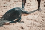 a baby turtle is laying in the sand