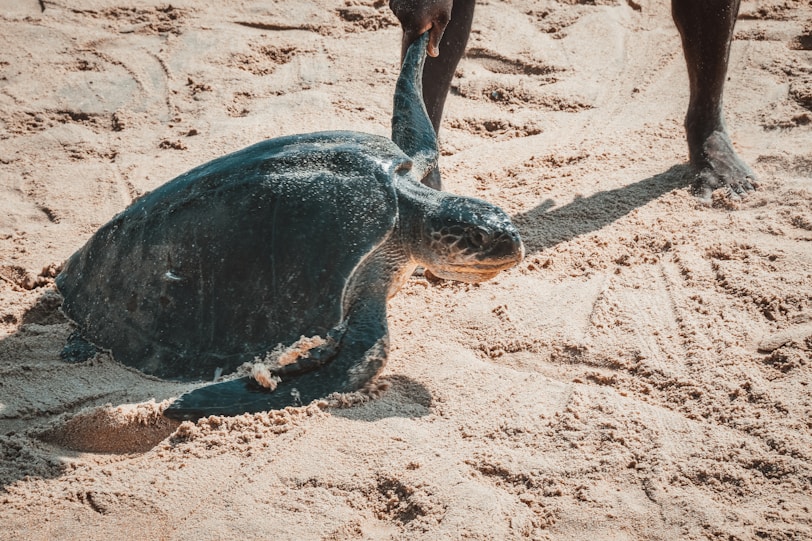 a baby turtle is laying in the sand
