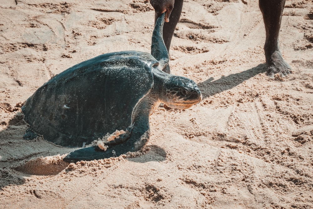 a baby turtle is laying in the sand