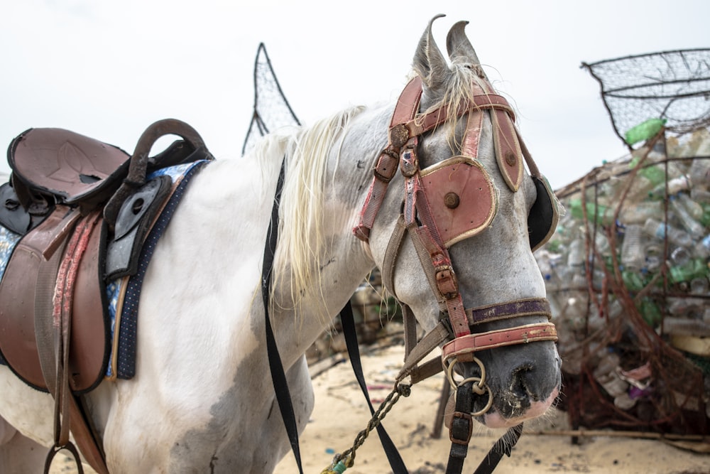 a close up of a horse wearing a saddle