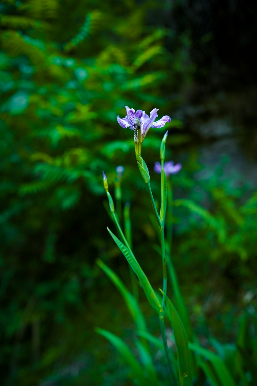 a purple flower is in the middle of some green plants