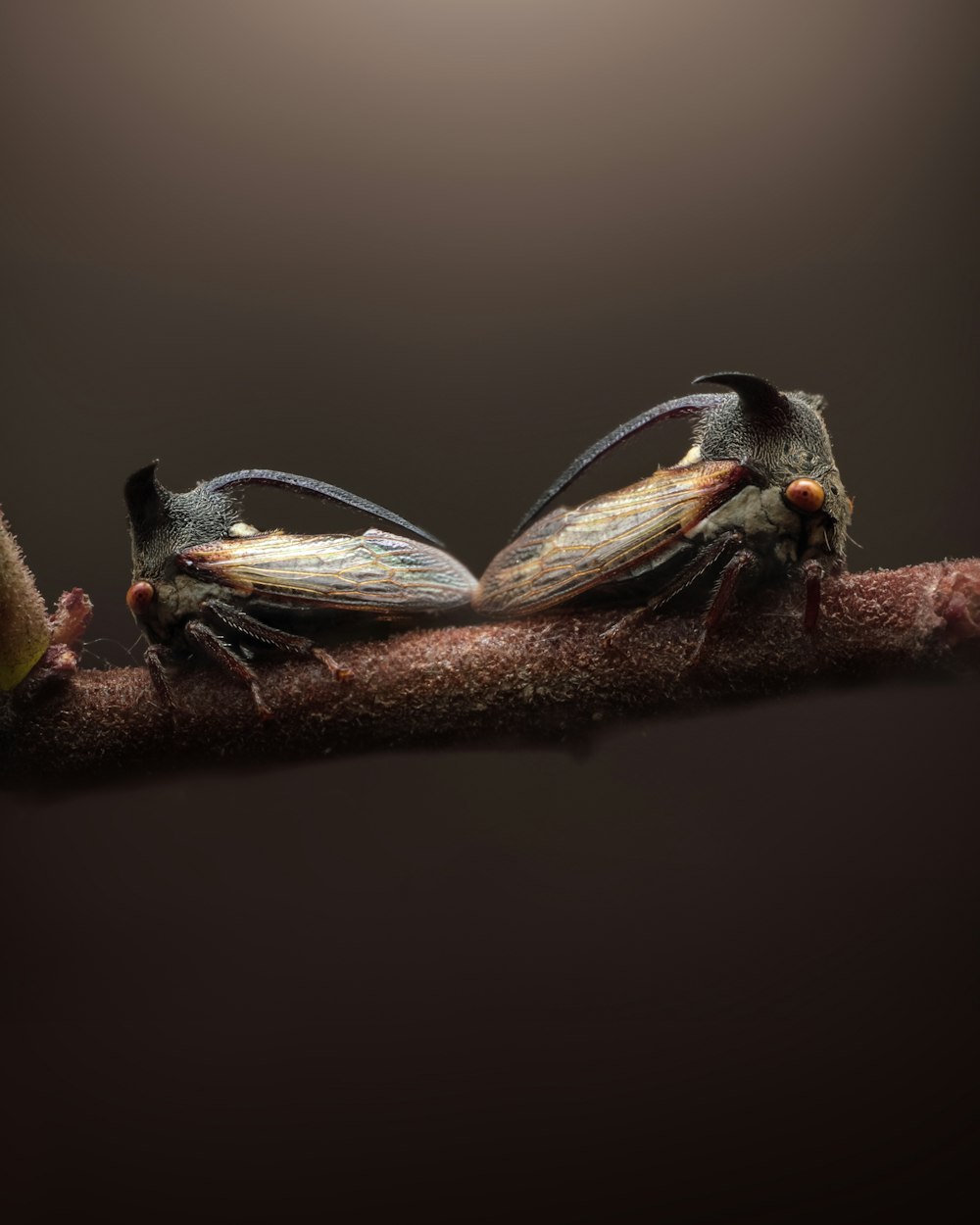 two bugs sitting on top of a branch