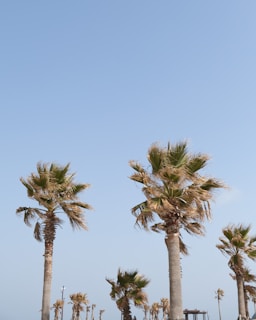 A serene Sarasota coastal home with palm trees swaying under a clear blue sky.