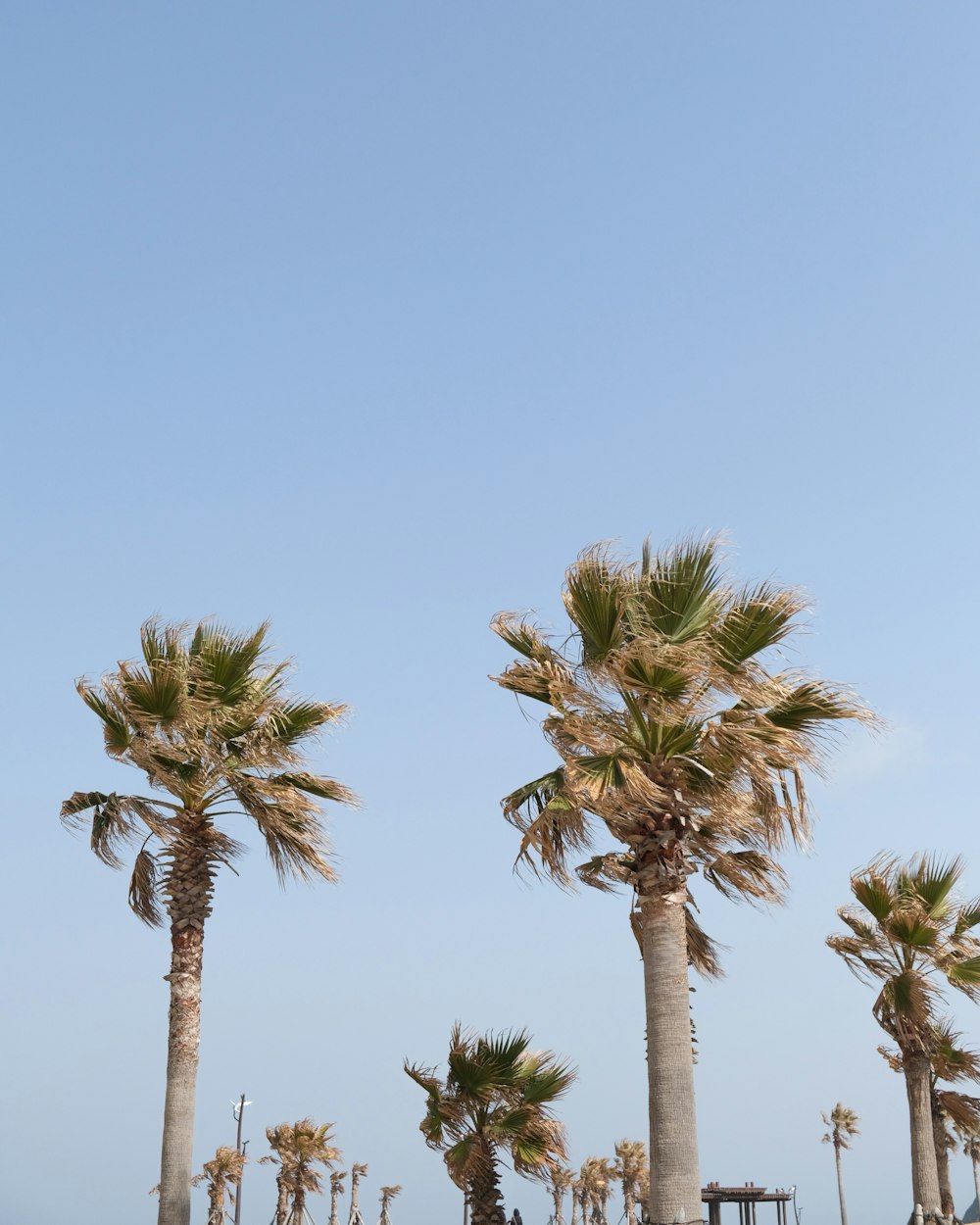 a row of palm trees with a blue sky in the background