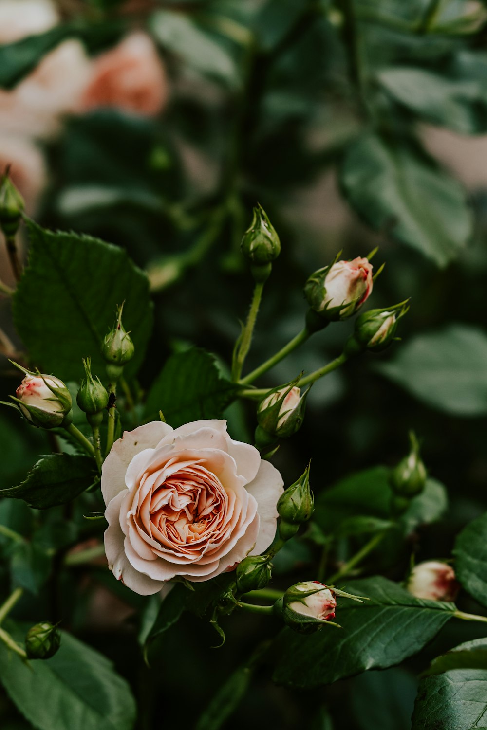 a close up of a pink rose with green leaves