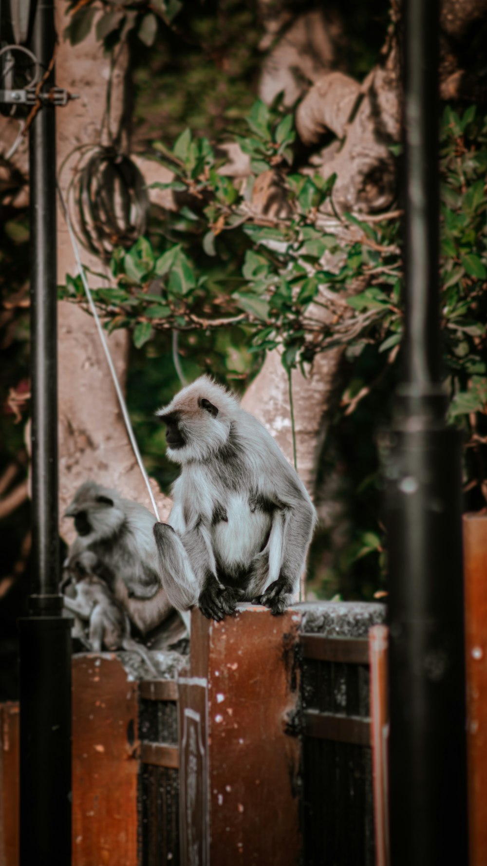 a couple of monkeys sitting on top of a wooden box