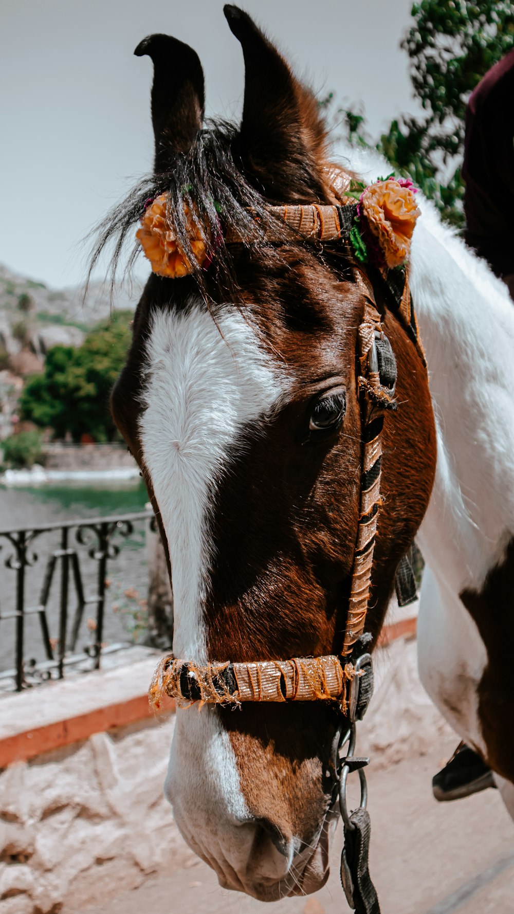 a brown and white horse wearing a flowered bridle