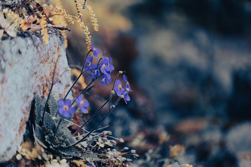 a bunch of blue flowers growing out of a rock