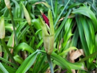 An open Abyss Bloom bud revealing its intricate petal layers, surrounded by lush green leaves.