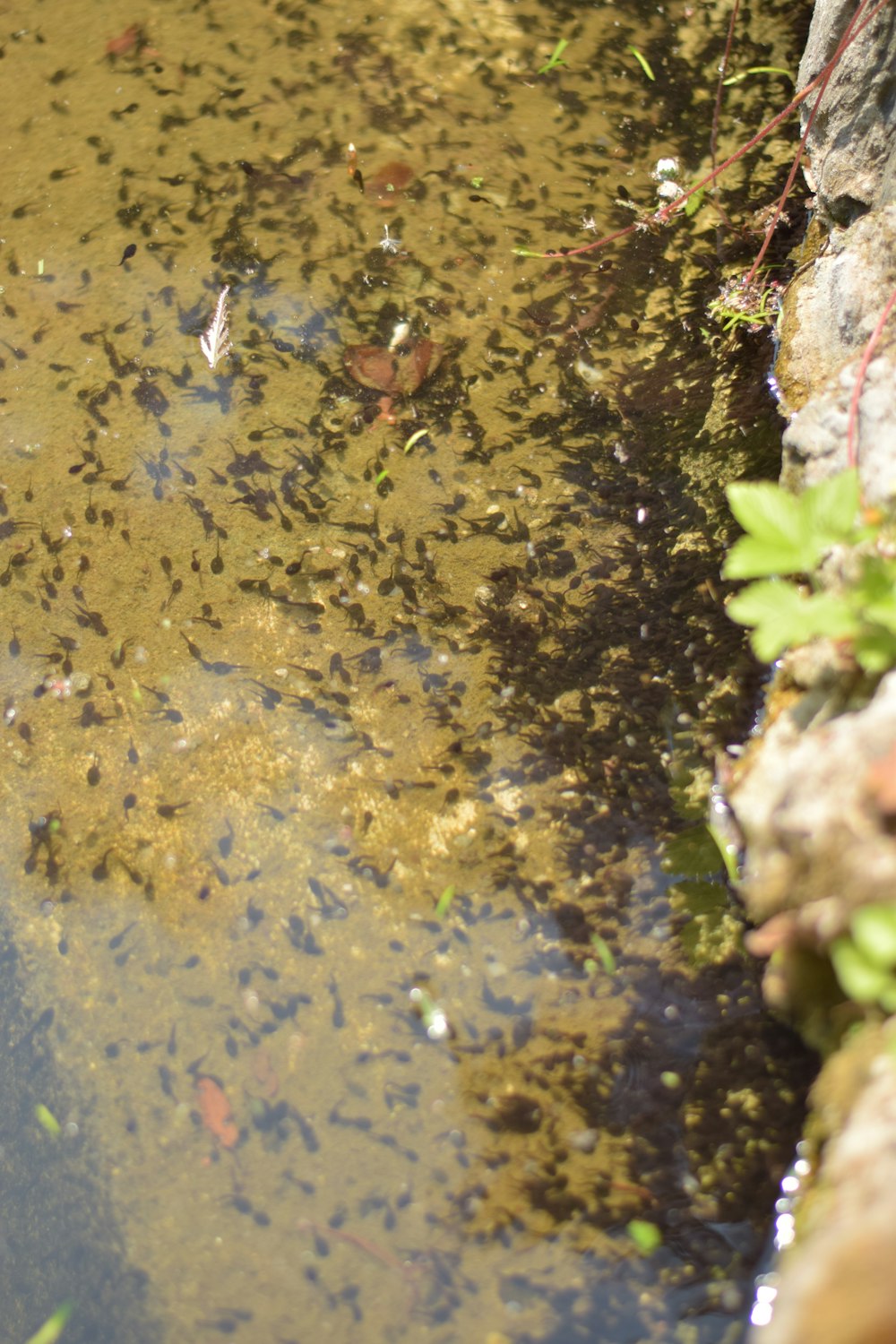 a pond filled with lots of water next to a stone wall