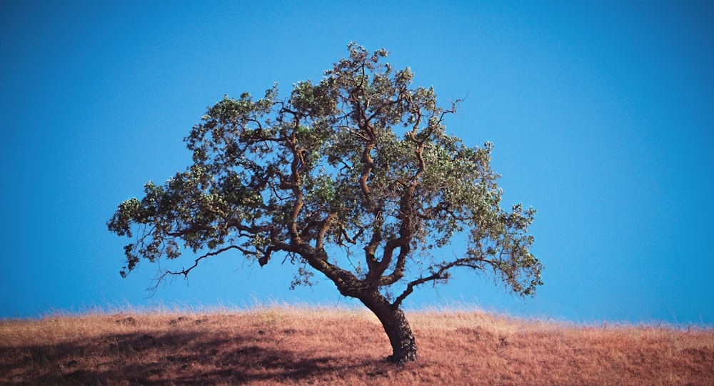 a lone tree on a hill with a blue sky in the background