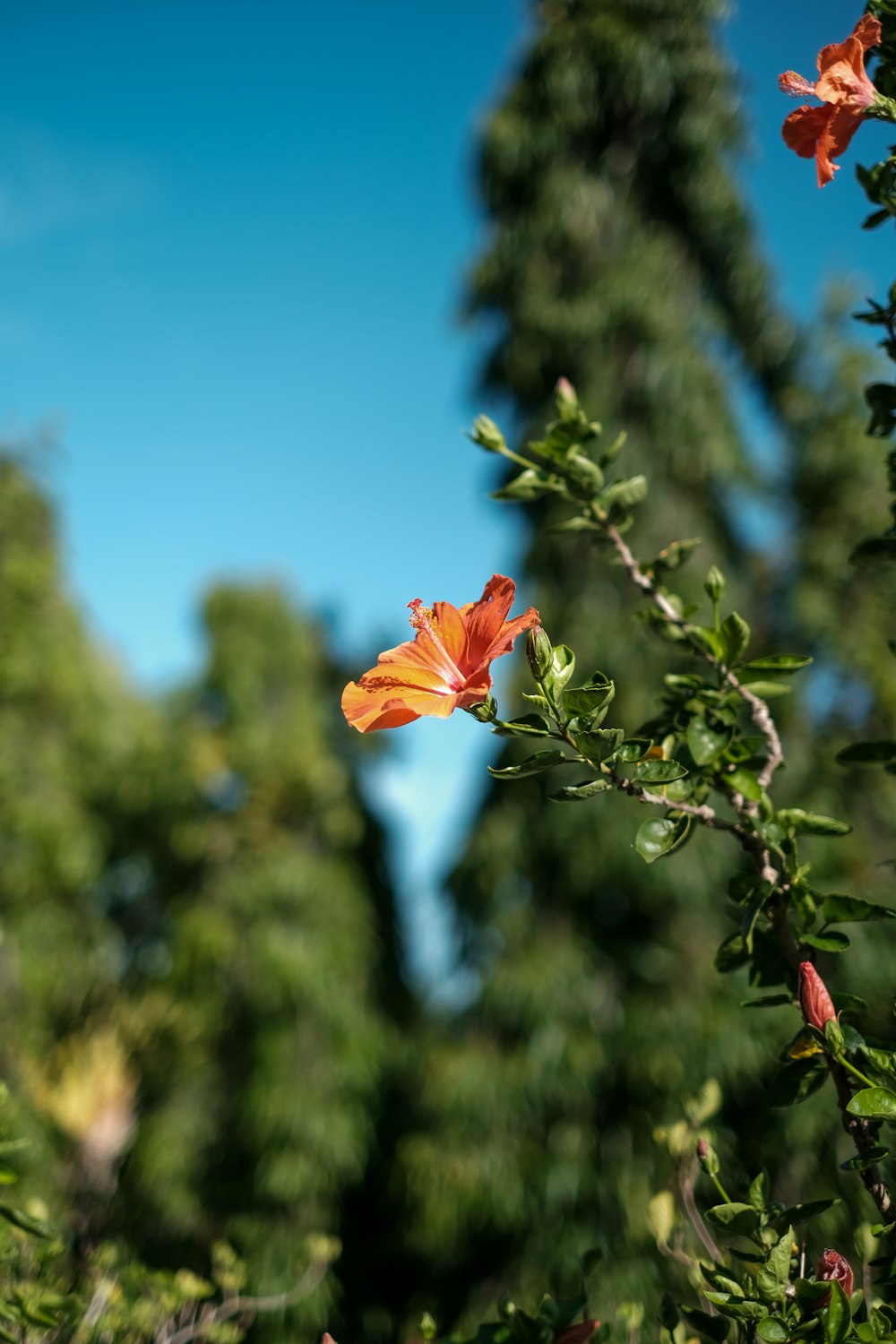 a single orange flower on a tree branch