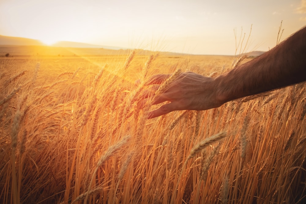 a hand reaching for a ripe wheat in a field