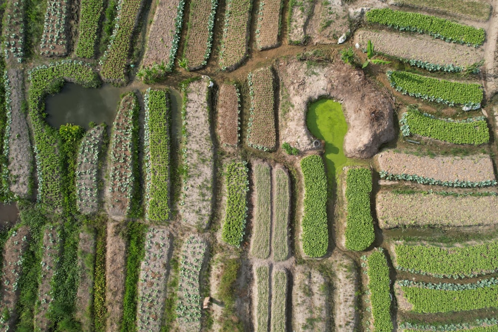 an aerial view of a field of crops