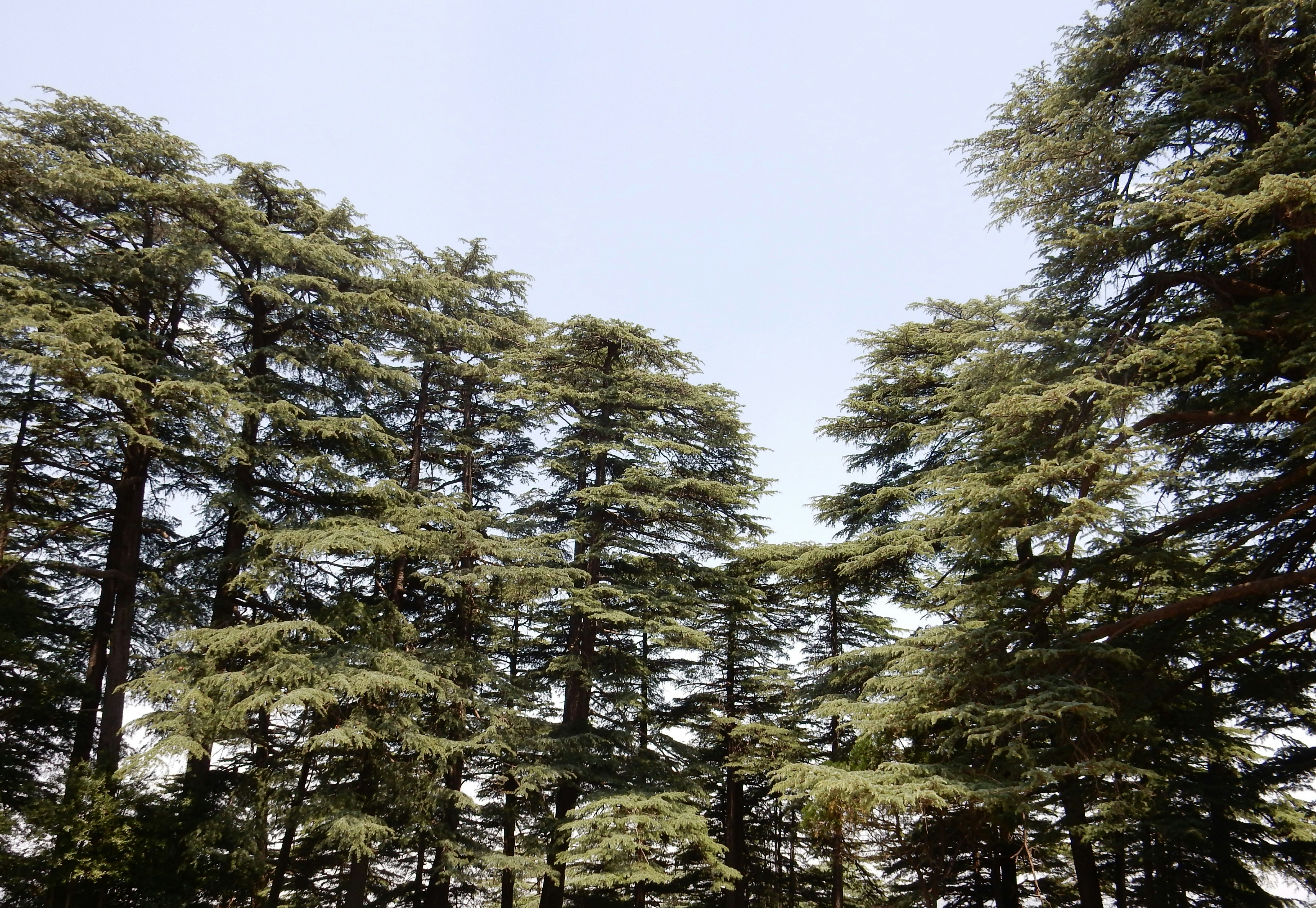 Photo by rwitabansengupta