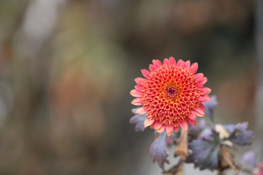 a red flower with purple leaves in the foreground