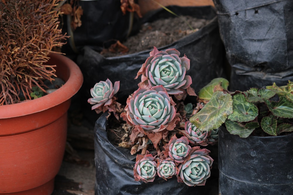 a group of potted plants sitting next to each other