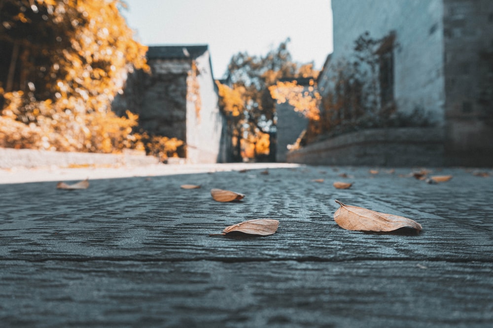a leaf laying on the ground in front of a building