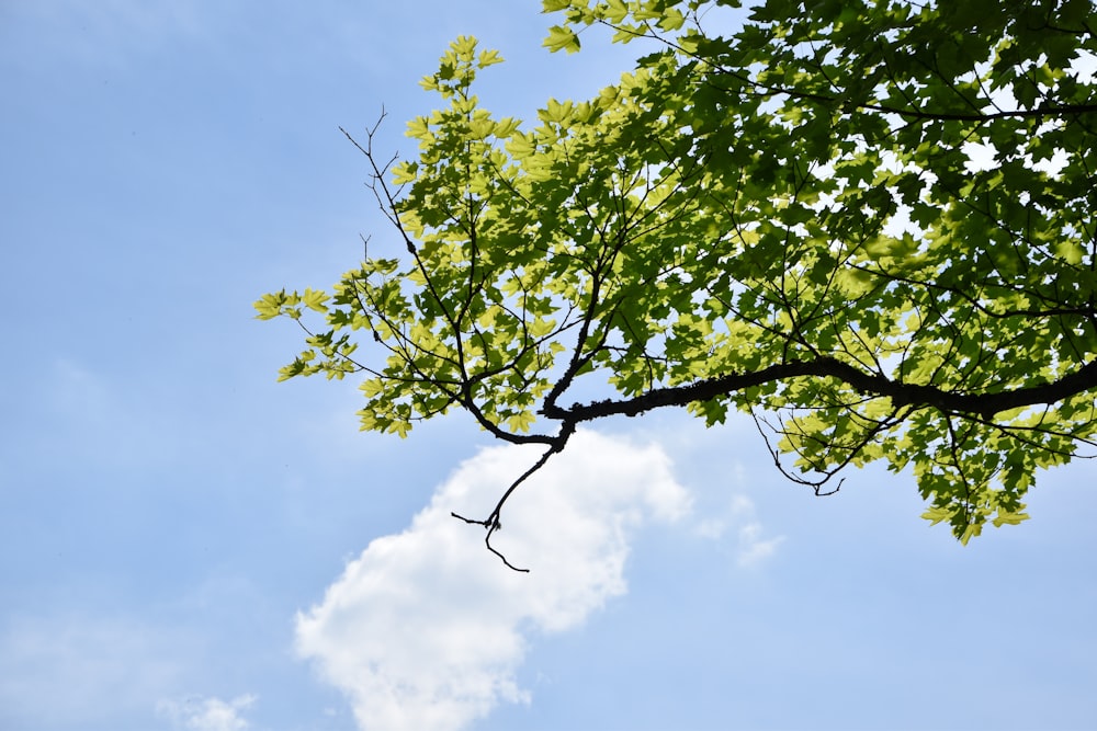 a tree branch with green leaves against a blue sky