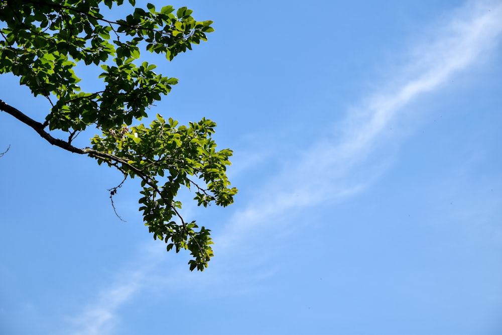 a tree branch with green leaves against a blue sky