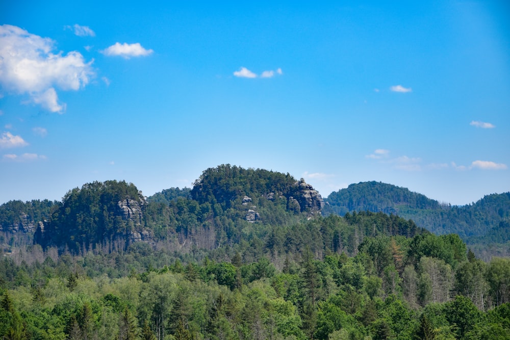 a group of trees in the foreground with a mountain in the background