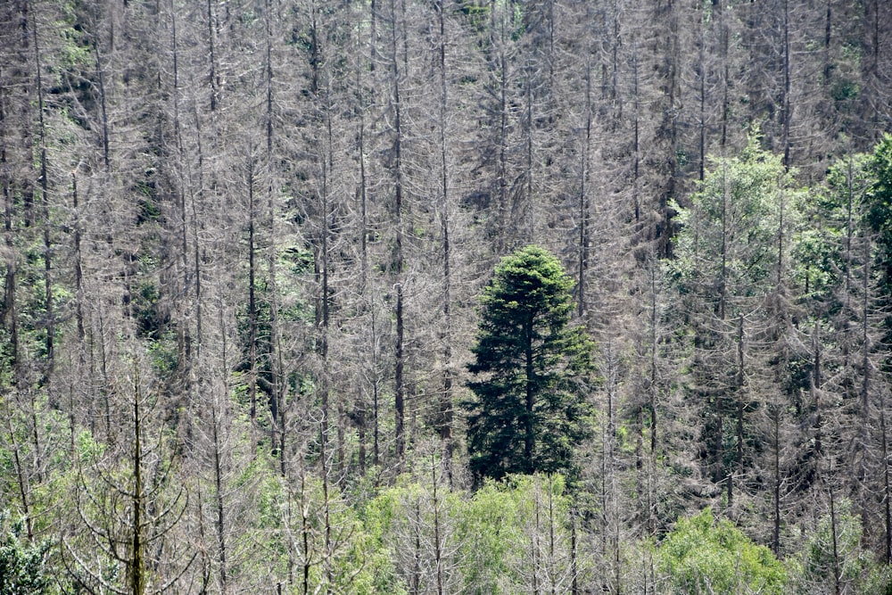 a forest filled with lots of tall trees