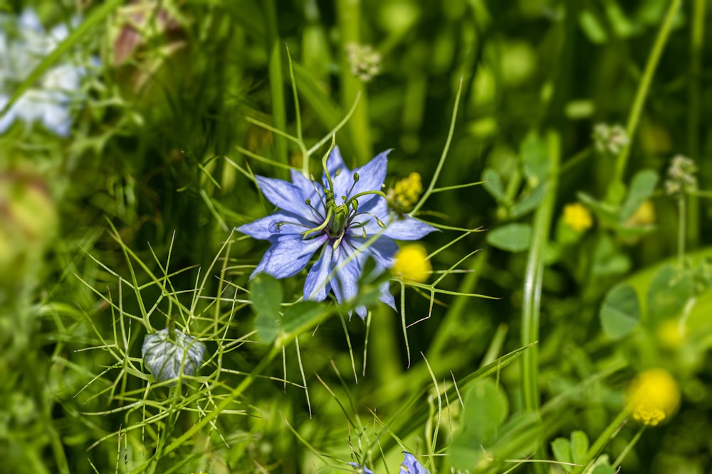 a close up of a blue flower in a field of grass