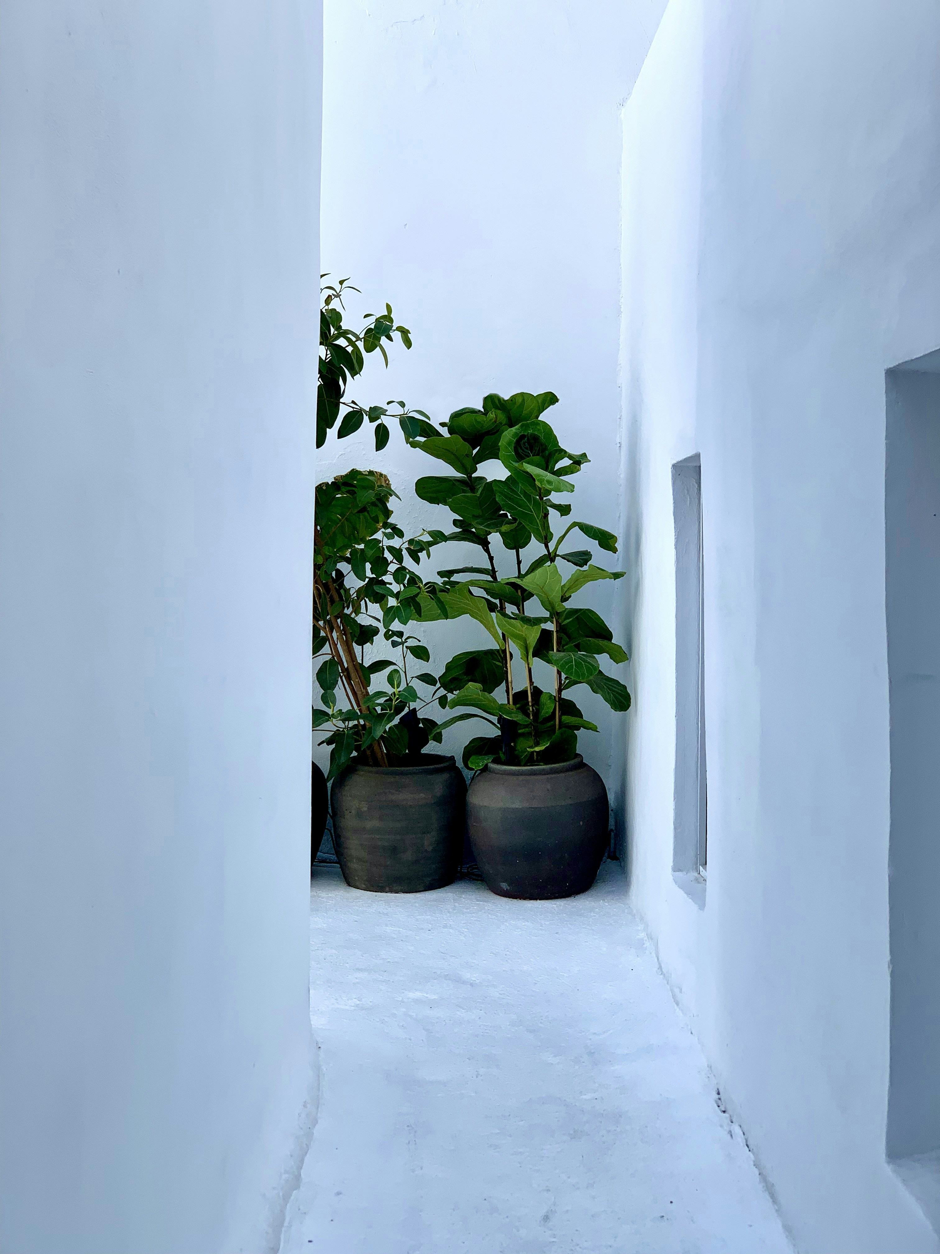 a narrow hallway with potted plants on either side