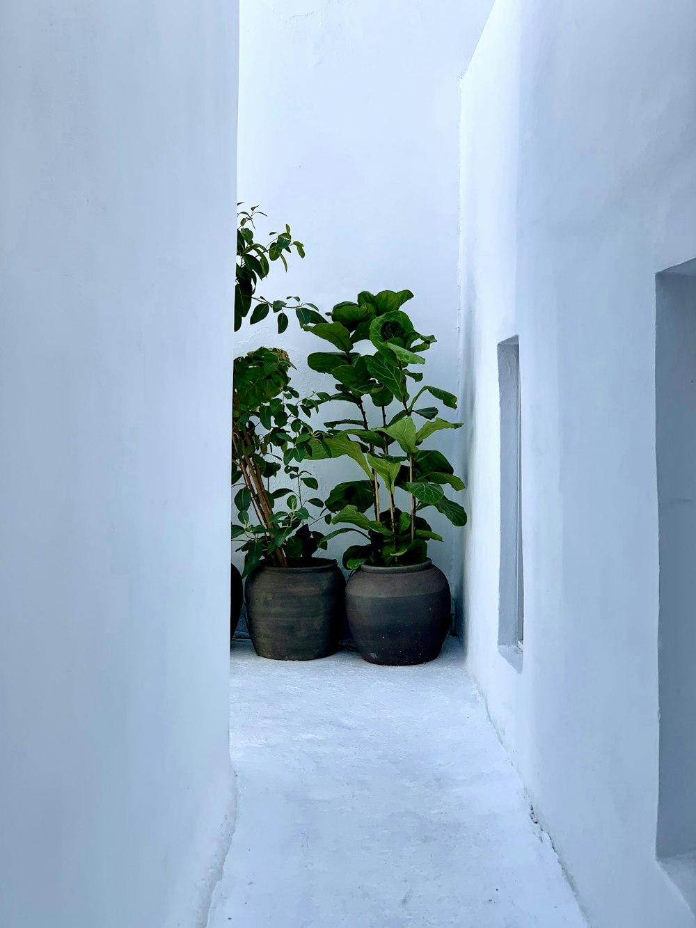 a narrow hallway with potted plants on either side