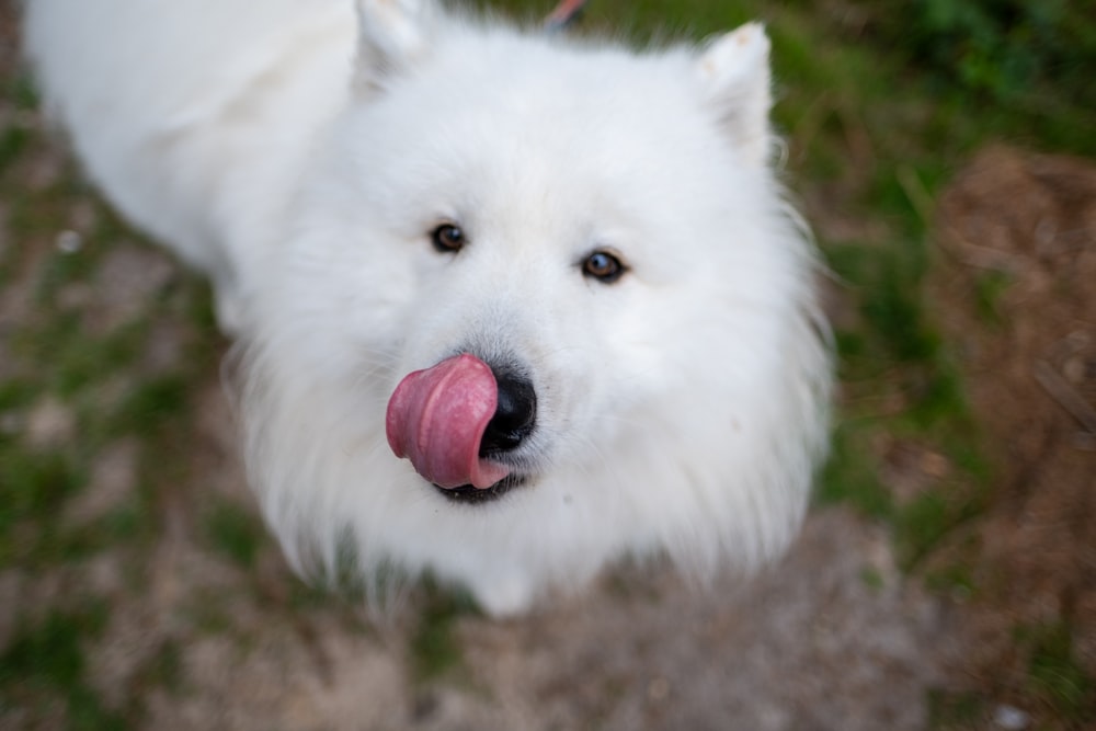 a close up of a dog with its tongue out