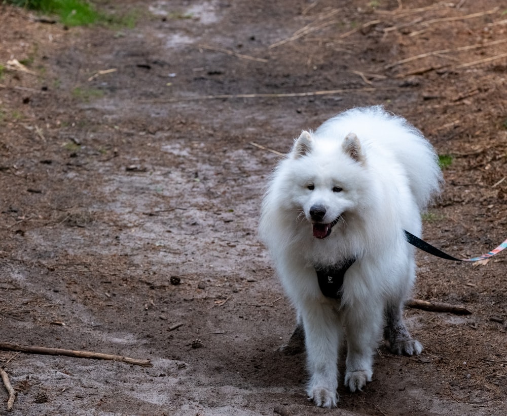 a white dog walking down a dirt road