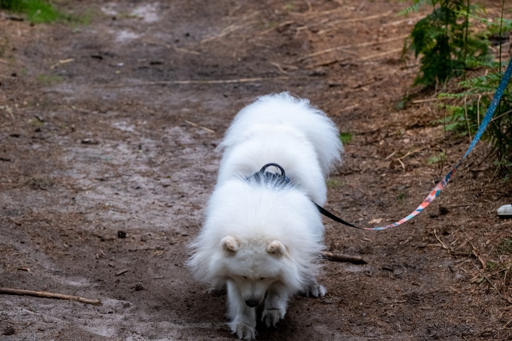 a small white dog walking down a dirt road