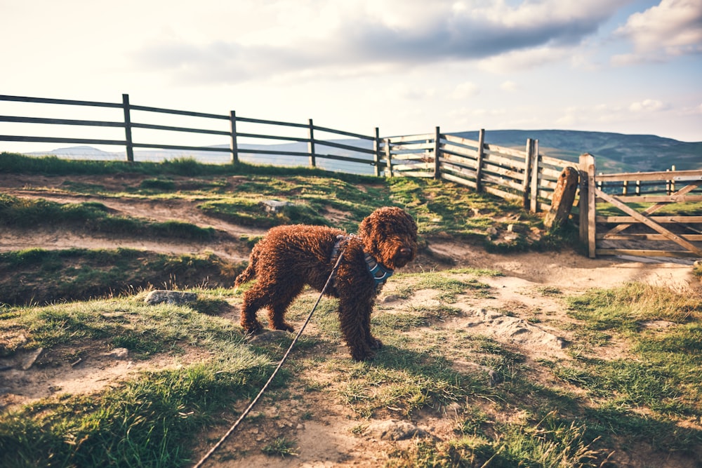 a brown dog standing on top of a lush green hillside