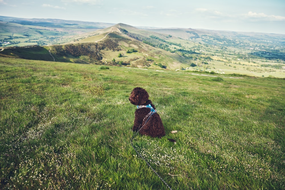 a brown dog sitting on top of a lush green field