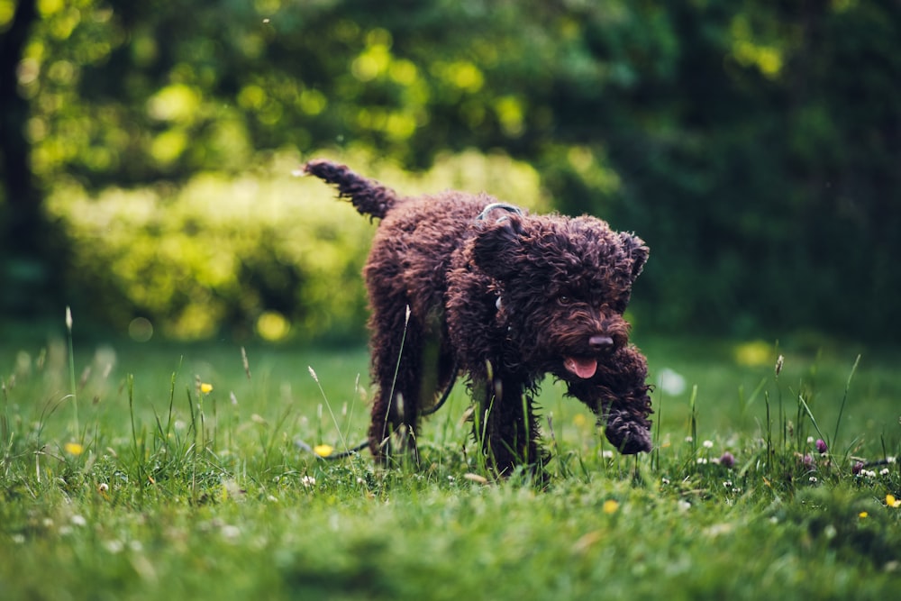 a wet dog is playing in the grass