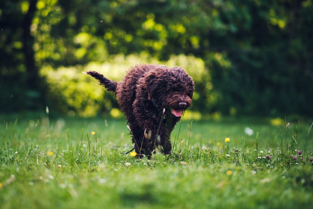 a brown dog running through a lush green field