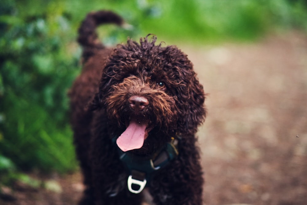 a brown dog standing on top of a dirt road