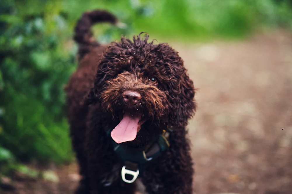 Lagotto Romagnolo, photo 4